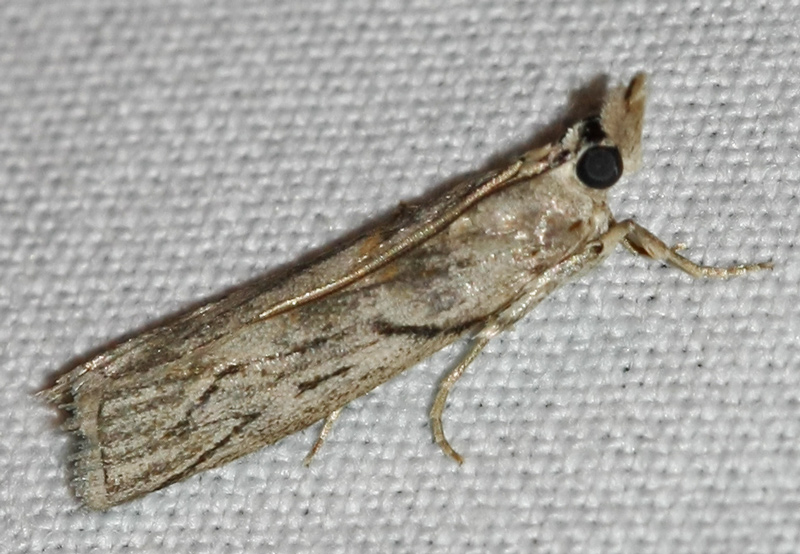 Name of this moth??